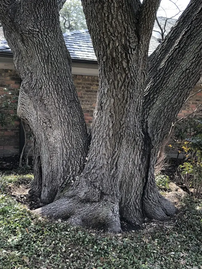 Mature heritage tree close to a Amherst property cared for by certified arborists